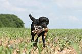 LABRADOR 432